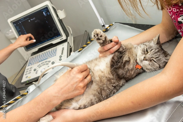 Obraz The small grey cat during ultrasound examination in vet clinic. Cat laying on the table. The medical equipment, monitor at the background.