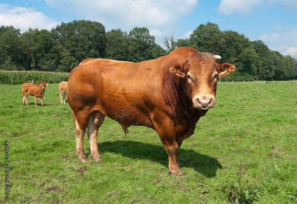 Fototapeta limuzyna byk