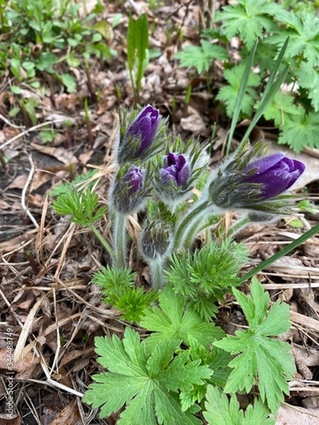 Obraz Первые цветы в саду(анемоны)