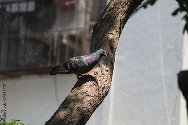 Obraz PIGEON on a tree
