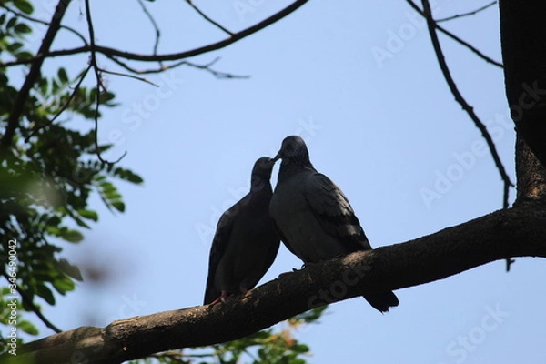 Obraz love Making Pigeon's