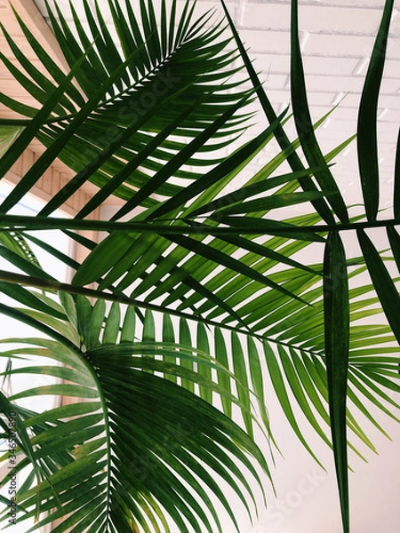 Fototapeta Amazing indoor palm tree design