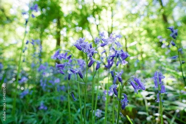 Obraz bluebells
