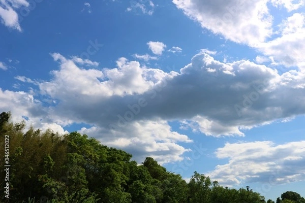 Fototapeta 春　河川敷　田舎　渡良瀬　風景　杤木