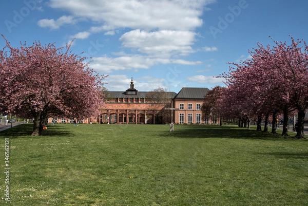 Obraz grassimuseum zur kirschblüte