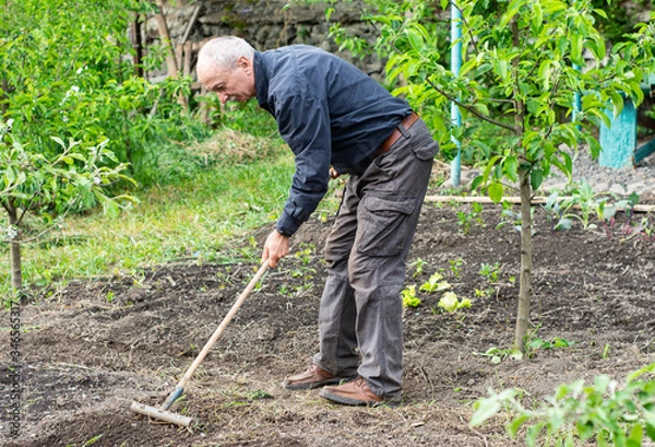 Fototapeta Senior man with rake