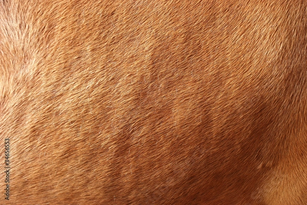 Fototapeta Pferdefell