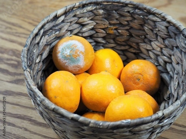 Fototapeta カビが生えたミカン