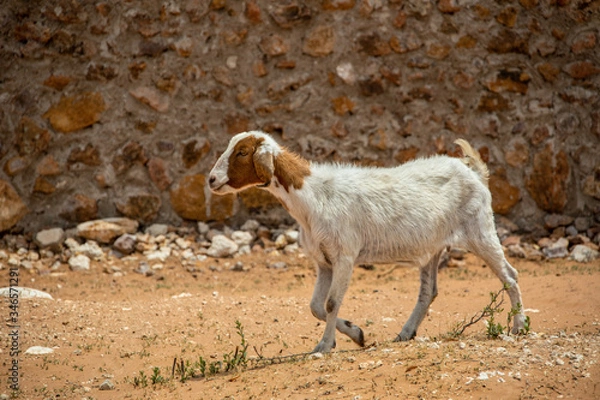 Obraz goat walking