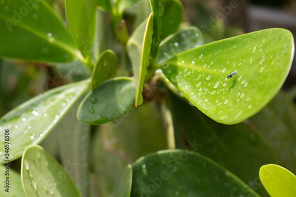 Obraz fly at leaf