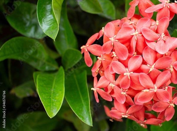 Obraz flower in macro