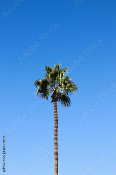 Fototapeta Single palm tree towering high in the sky.