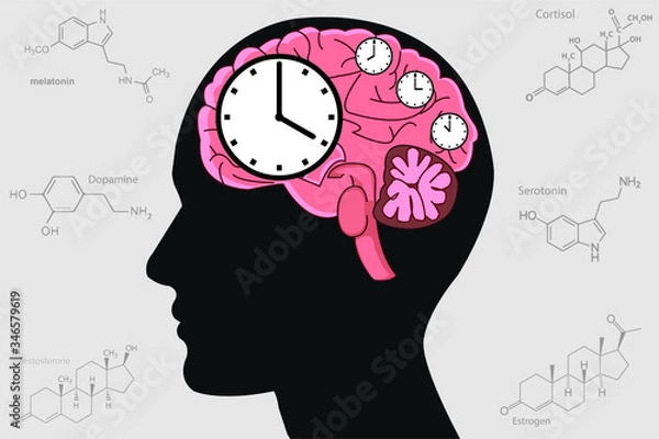 Obraz The circadian rhythms are controlled by circadian clocks or biological clock these clocks tell our brain when to sleep, tell our gut when to digest and control our activity in several day.