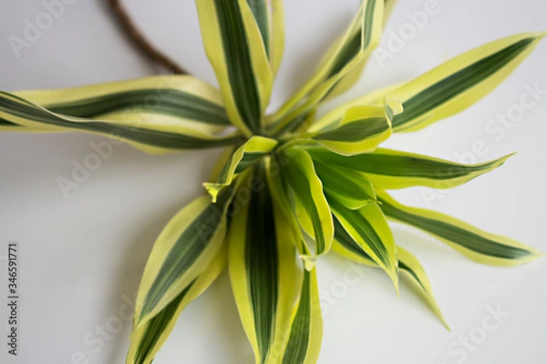 Obraz nature background