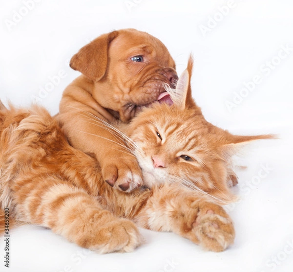 Fototapeta Cat and dog