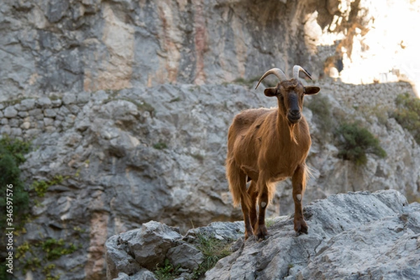 Fototapeta cabra montesa sobre roca