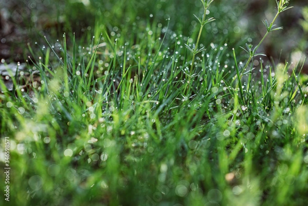 Fototapeta Drops of dew on the green grass on a sunny morning. Natural floral texture background. Selective focus, shallow depth of field. Beautiful natural bokeh.