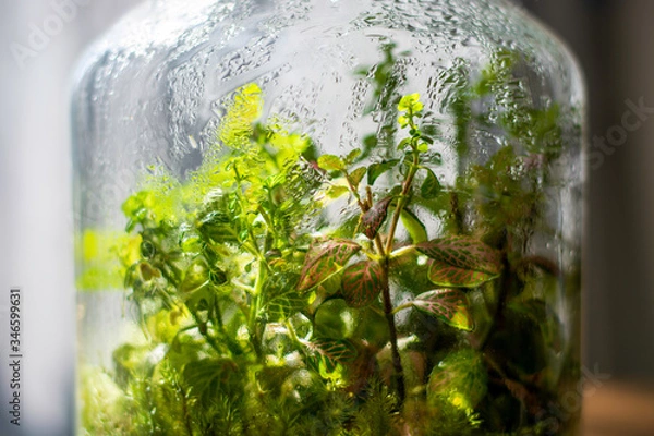 Fototapeta Plants in a closed glass bottle. Terrarium jar ecosystem. Moisture condenses on the inside. Process of photosynthesis. Water vapor is created in the humid environment and absorbed back into the soil