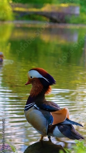 Fototapeta Beautiful and colorful mandarin duck in the park. Water, bridge on the background