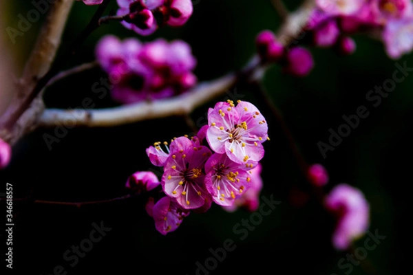 Obraz Apricot blossom Peach Blossom flowering pink flowers black background close up