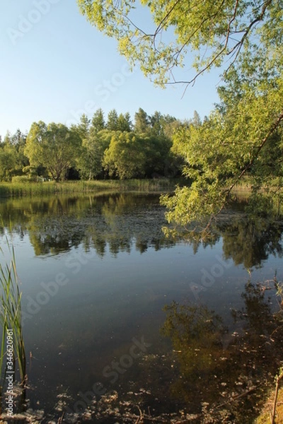 Obraz lake in summer