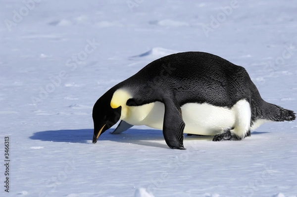 Fototapeta fallen penguin