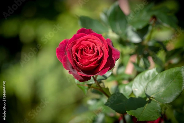 Obraz Classic red rose