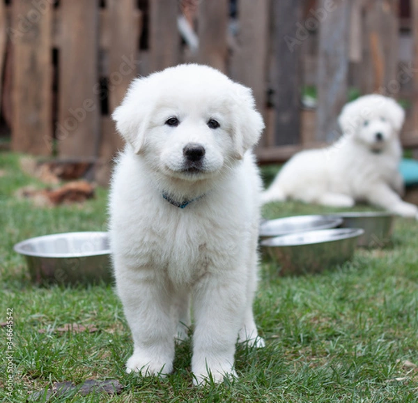 Fototapeta A month old Maremma puppy in a blue collar walks on a green lawn