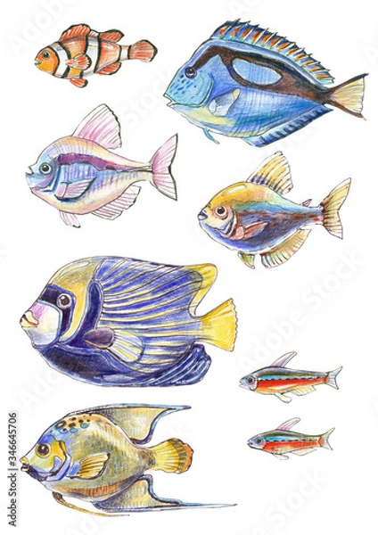 Fototapeta tropical fish - colored pencil illustration