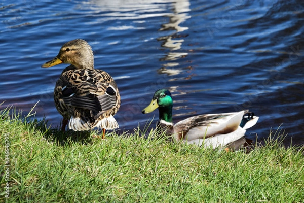 Obraz Different coloured ducks are resting on and near the river in a sunny day.