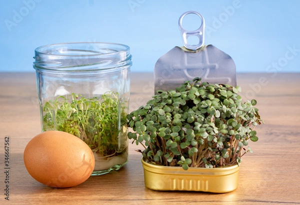 Obraz Recycled jar and reused tin used to grow salad greens on counter top with egg, zero waste, grow your own food, sustainable living concept