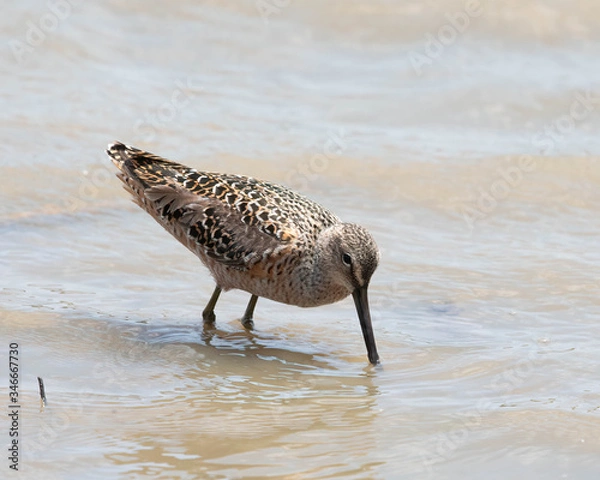 Obraz Long-billed Dowitcher