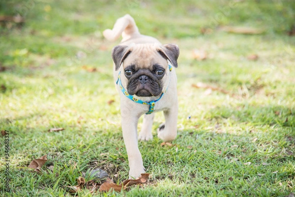 Obraz Funny pug dog playing on grass.