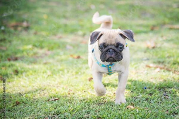 Obraz Funny pug dog playing on grass.