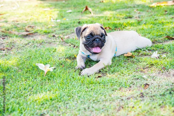 Obraz Funny pug dog playing on grass.
