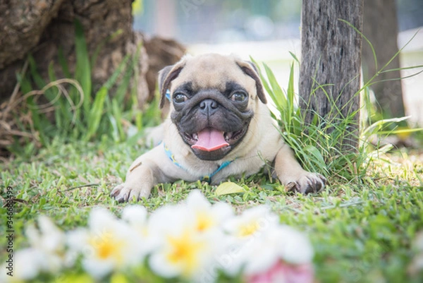 Obraz Funny pug dog playing on grass.