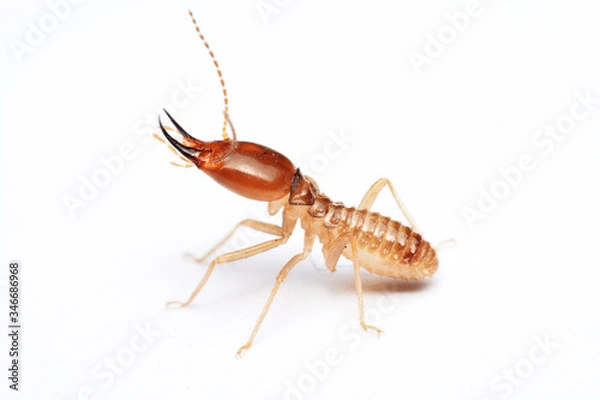 Obraz Termite on isolated whited background