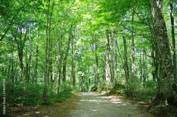 Obraz 森林の道