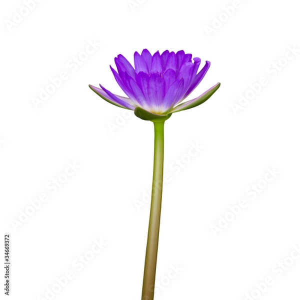 Obraz Purple  lotus