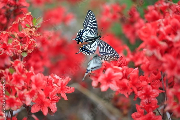 Fototapeta 호랑나비가 보이는 아름다운 풍경