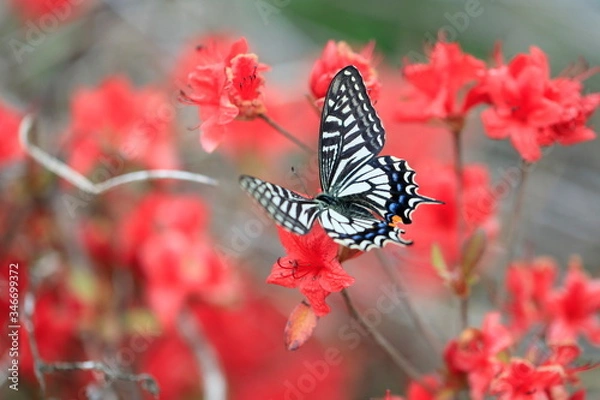 Fototapeta 호랑나비가 보이는 아름다운 풍경