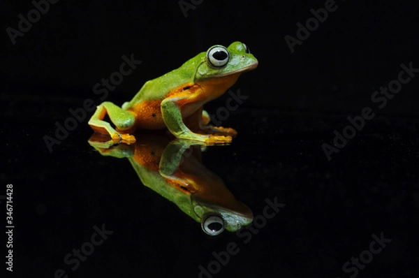 Fototapeta flying frog, tree frog, frog,