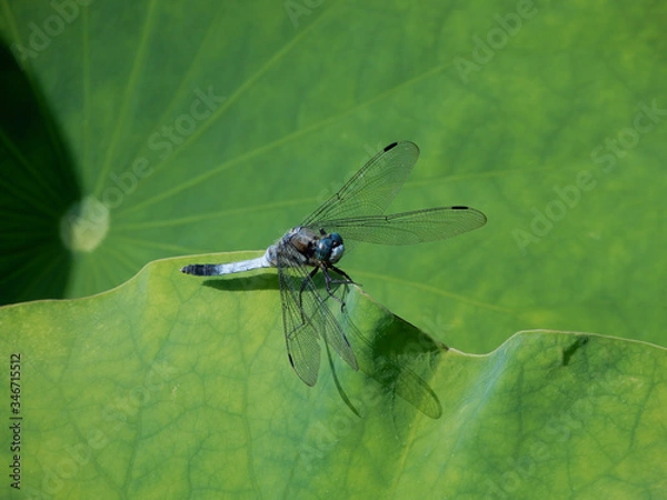 Fototapeta 葉の上のトンボ
