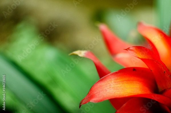 Obraz red and yellow plant