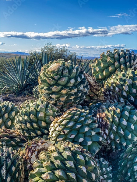 Obraz Produkcja Mezcal