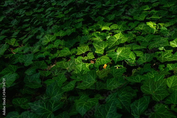 Fototapeta Intensely green wild ivy in a botanical park
