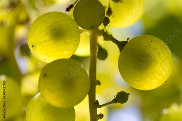 Obraz macro de raisin blanc