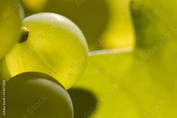 Obraz détail de raisin