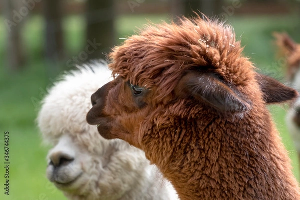 Fototapeta Brown Alpaca in front of a white alpaca. Selective focus on the head area of the brown alpaca