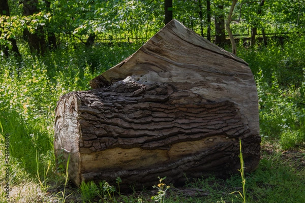 Fototapeta Old tree bough in a botanical park